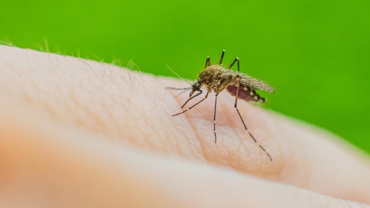 Nyamuk Ganas Serang Jakarta, Ribuan Orang Meninggal