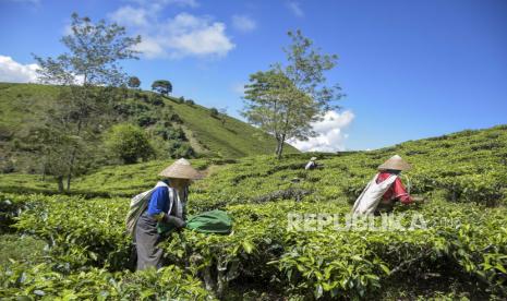 23 Petani Menangkan Gugatan Sengketa 53 Hektar Lahan HGU PTPN di Pangalengan