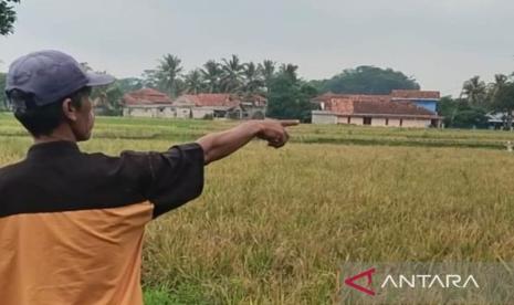 Gagal Panen 120 Hektar di Ciranjang, Cianjur Lakukan Pendataan