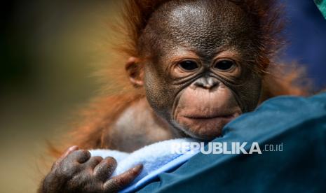 Orang Utan Alami Kebotakan hingga Gajah Diduga Stres di Bandung Zoo