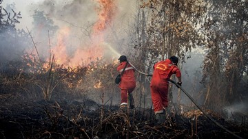 Kebakaran Hutan Landa Aceh hingga Kalteng, Api Belum Padam