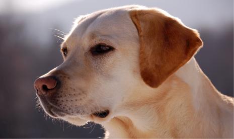 Dialog Sufi dan Seekor Anjing, Belajar dari Makhluk yang Dianggap Hina