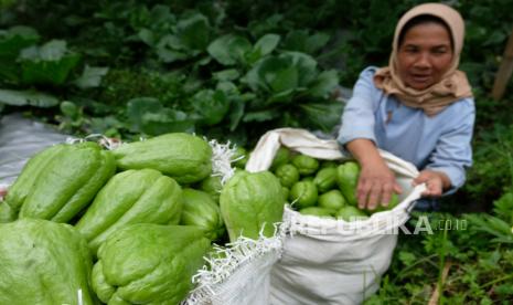 Polisi Tangkap Pembunuh Lansia di Cianjur karena Curi 2 Labu Siam