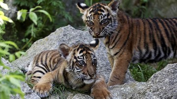 Bertambah, Total 2 Anak Harimau Mati di Kebun Binatang Bandung