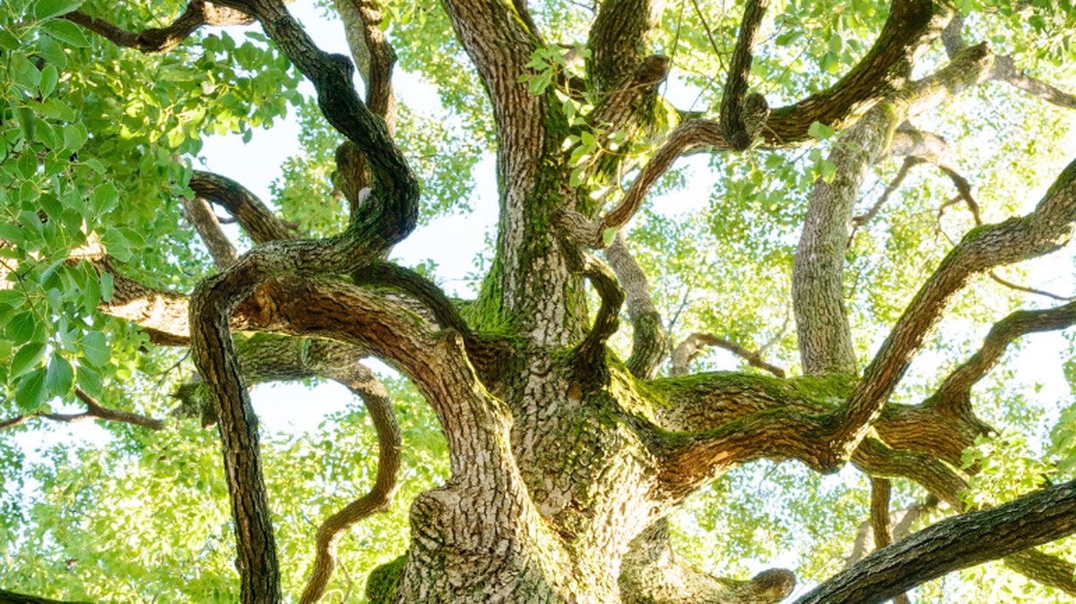 Warga Arab Kompak Pergi ke RI Cari Tanaman yang Disebut di Al-Quran