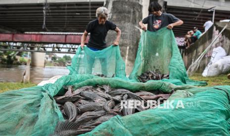 Dua Horizon Waktu Strategi Pengendalian Populasi Ikan Sapu-Sapu Menurut BRIN