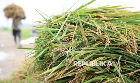 Kejar Sertifikasi ISPO, Petani Butuh Dukungan Nyata