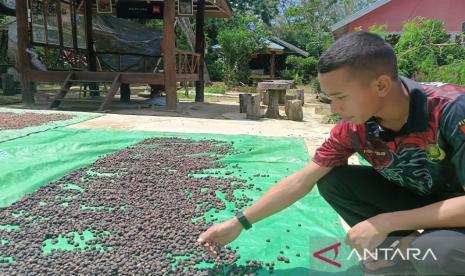 Disbun Kaltim Latih Petani 4 Daerah Tangani Hasil Perkebunan