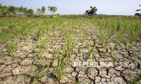 Apa Itu Godzilla El Nino? Fenomena Iklim Ekstrem yang Mengancam Indonesia Tahun Ini