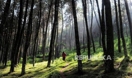 Perhutani Petakan Titik Rawan Kebakaran Jelang Kemarau Ekstrem di Wilayah Hutan Lembang