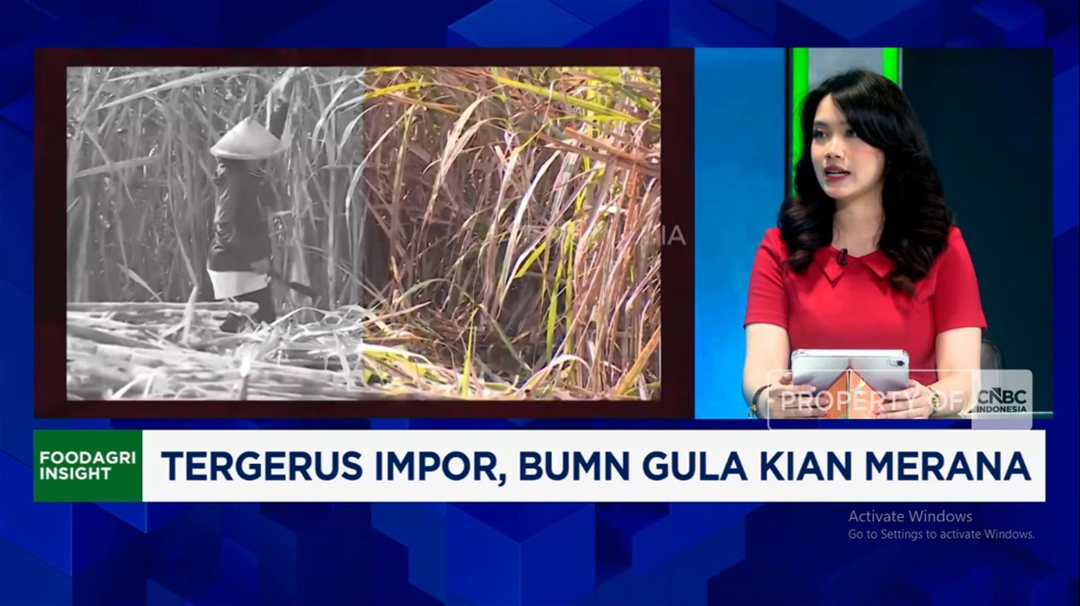 Video: Kalah Harga Dengan Impor, Produksi Petani Gula Tidak Terserap