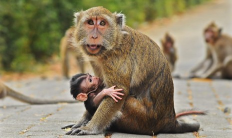 Lepas dari Kandang, Monyet Beruk di Kuningan Acak-acak Warung dan Gigit Pemiliknya