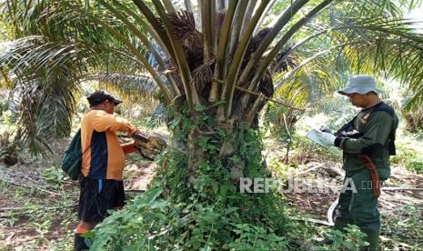 Selamatkan Habitat Gajah Sumatera, Kebun Sawit Ilegal di TWA Seblat Dibabat