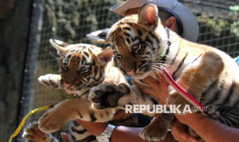 Kasus Kematian Anak Harimau Benggala di Bandung Zoo Jadi Sorotan Internasional