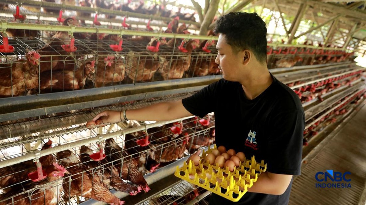 Kementan-Kadin Klarifikasi Isu Investor China Masuk Bisnis Telur di RI