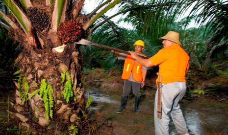 PTPN IV PalmCo Serap 1,34 Juta Ton TBS Sawit Rakyat hingga Mei 2026