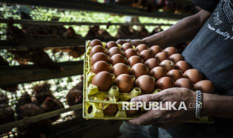 Kelompok Peternak di Jateng Protes SPPG Beli Telur dengan Harga Rendah
