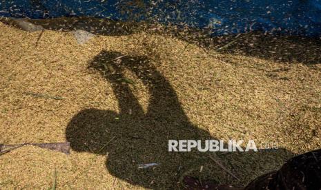 FAO: Produksi Beras Indonesia Tertinggi di Asia Tenggara, Keempat di Dunia pada 2025