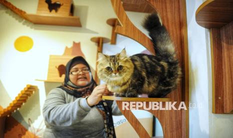 Lima Ras Kucing Jumbo yang Cocok Jadi Teman di Rumah, Gemas!