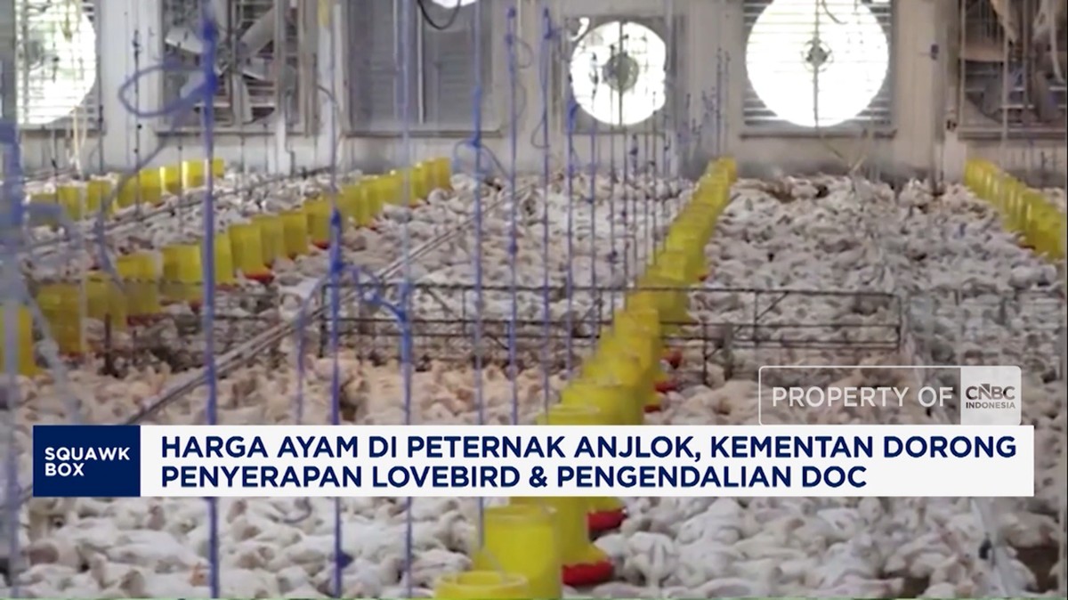 Video: Harga Ayam di Peternak Anjlok