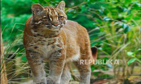 Kucing Emas Sumatra dan Persaingannya di Belantara Hutan