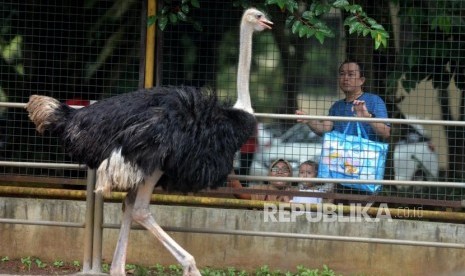 Lepas dari Kandang, Seekor Burung Unta Jalan-Jalan di Kota Bandung