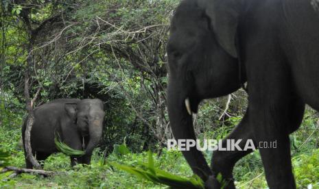 IUCN Apresiasi Kebijakan Menhut Perkuat Konservasi Gajah Indonesia