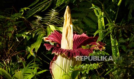 Ribuan Warga AS Rela Antre demi Lihat Bunga Bangkai Mekar