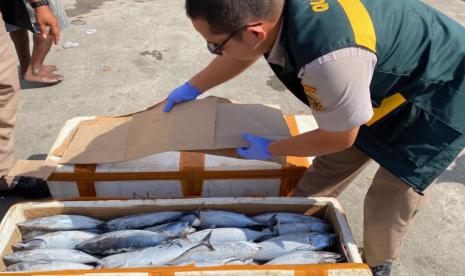 Karantina Papua Tengah Periksa 1,5 Ton Ikan Tongkol dari Fakfak di Pomako