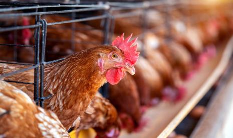Produksi Telur Menurun Tiba-tiba? Ini Berbagai Faktor yang Membuat Ayam Petelur Berhenti Bertelur