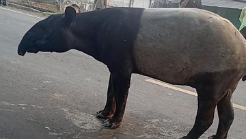 Wamenhut: 2 Penyembelih Tapir di Mesuji Lampung Masih Buron