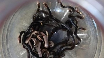 18 Anak Kobra Muncul dari Lubang Lantai Rumah Usai Disiram Bensin