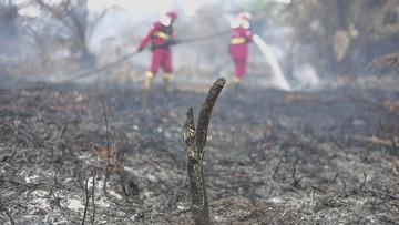 BPBD Sebut Titik Hotspot Karhutla 3 Provinsi di Sumatra Menurun