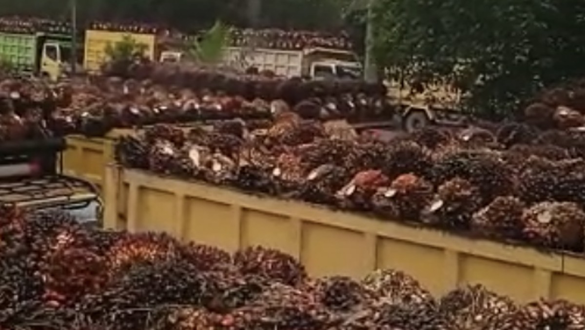 Pemerintah Patok DBH Sawit Minimal Rp600 Juta di 2027