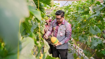 Sambung Rasa di Joho, Petani Milenial Kenalkan Melon Sweet Lavender
