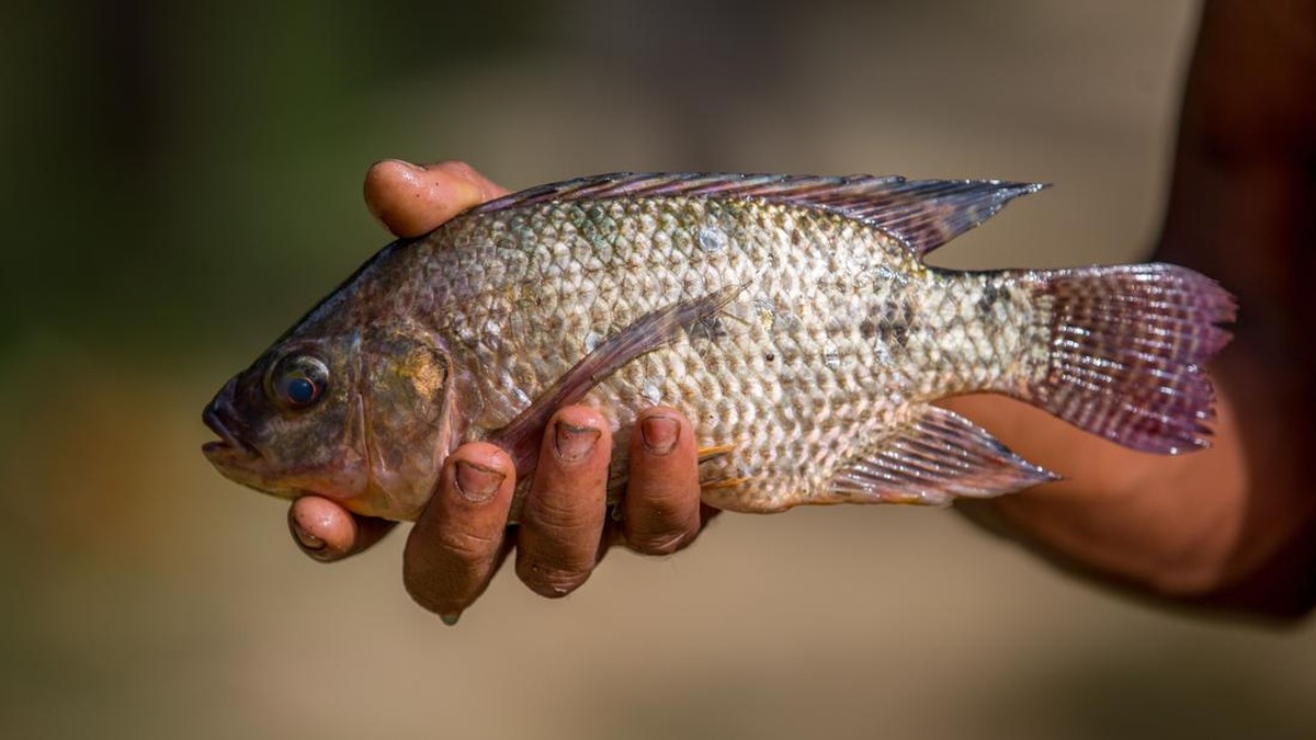 Tetangga RI Pusing Diserbu Ikan Nila, Bikin Negara Darurat Bencana