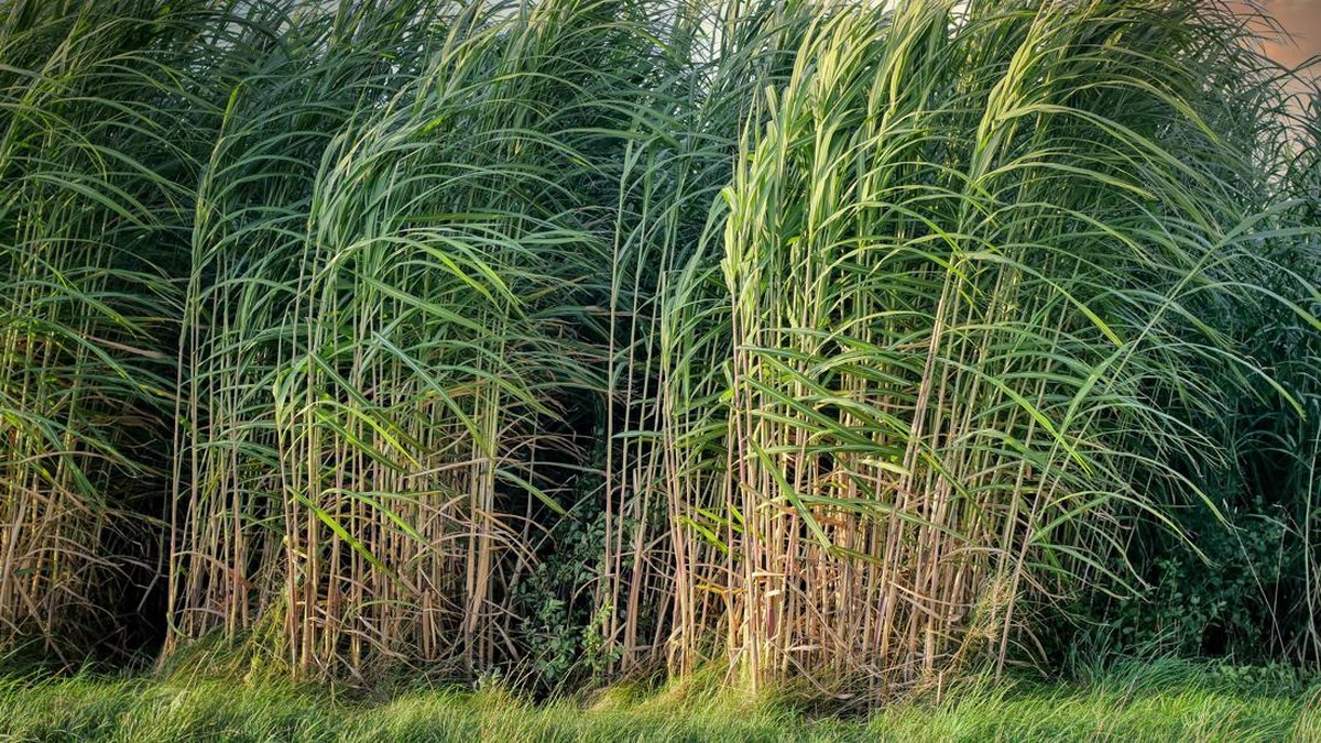 Petani Tebu Gerah, Blak-blakan Bilang Tak Semua Dapat Pupuk Subsidi