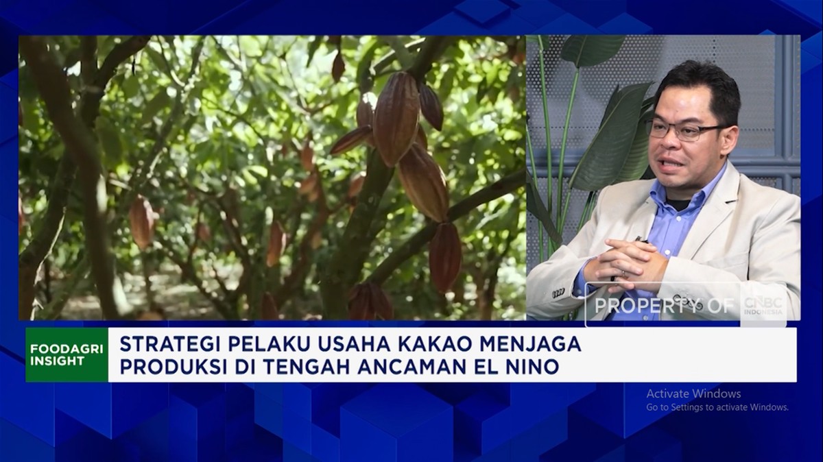 Video: Pengusaha Ungkap Efek Kemarau Panjang – Hama ke Produksi Kakao