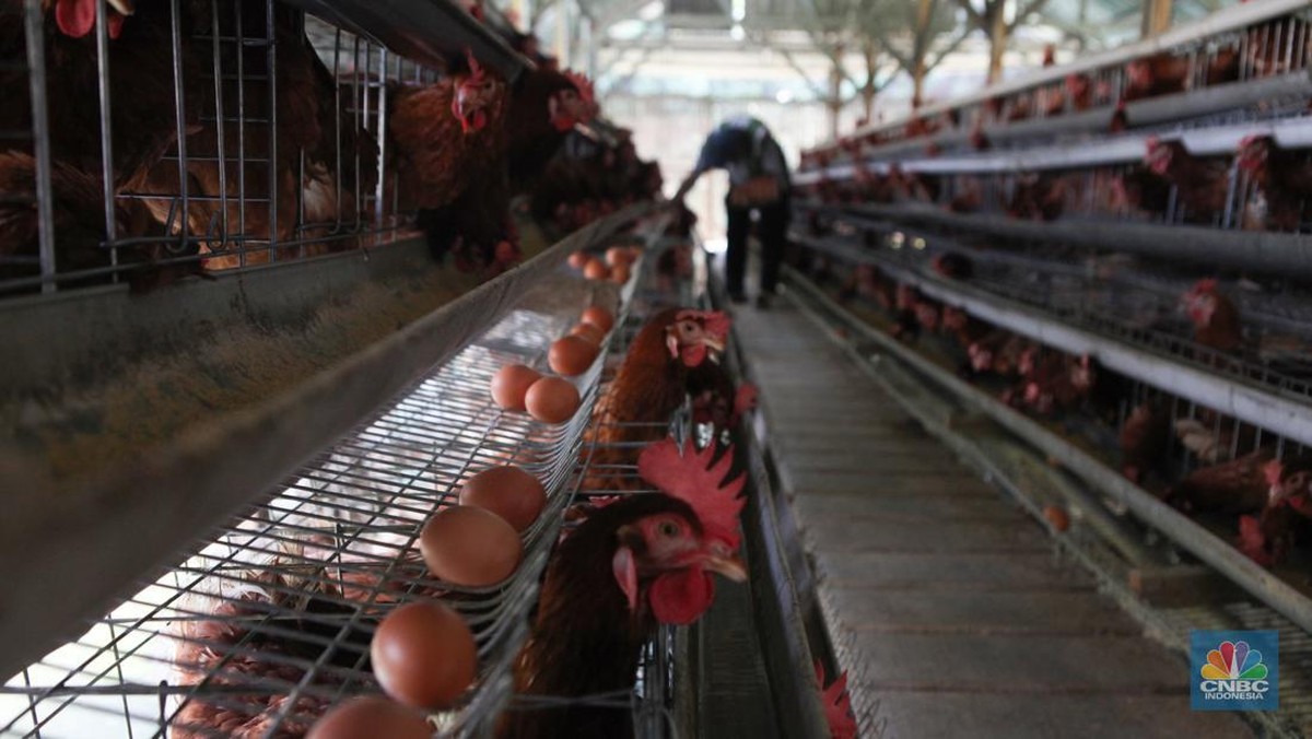 Peternak Telur Teriak Harga Pakan Mahal, Mendag Buka Opsi Beri Subsidi